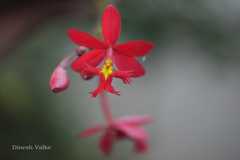 Epidendrum radicans